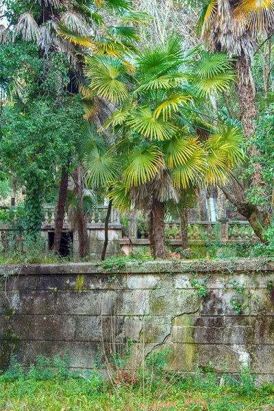 Palmera Cáñamo Chamaerops Mansión Abandonada Con Parque Paraíso Perdido Éxodo —  Fotos de Stock