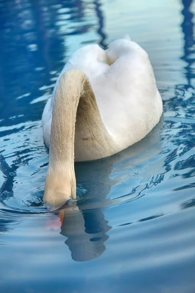 Cygne Muet Dit Bel Oiseau Royal Parce Révèle Efficacement Fether — Photo