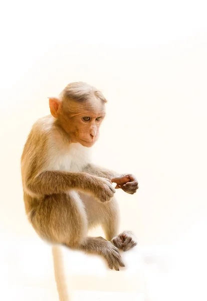 Indiase Makaken Lat Macaca Radiata Wilde Dieren Primaten Een Witte — Stockfoto