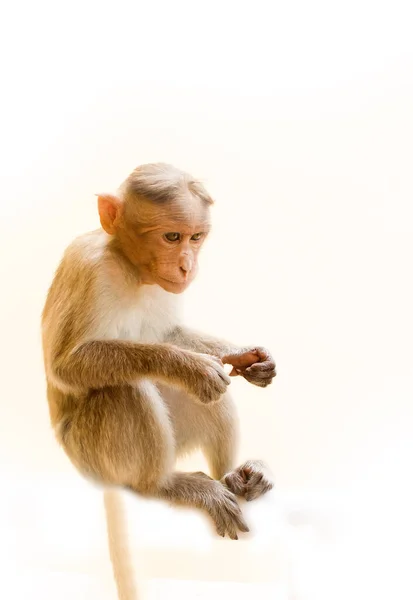 130,260 Monkeys Stock Photos, High-Res Pictures, and Images - Getty Images