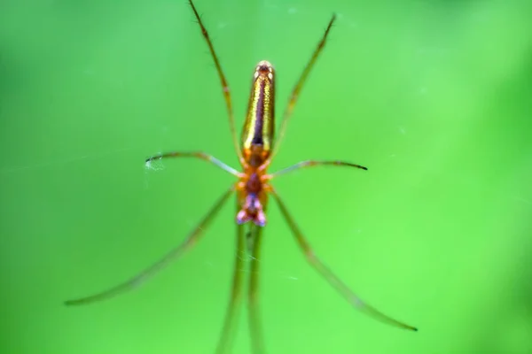 Tangle Web Spiders Theridiidae Esperando Por Presas Centro Web Macro — Fotografia de Stock