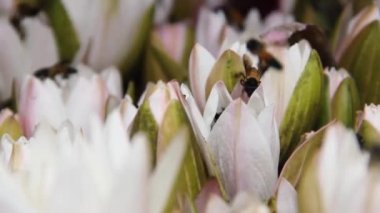 Hint Arısı (Dev Arı, Apis dorsata) polen toplar