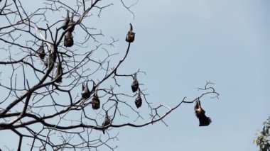 Birçok Hintli uçan tilki (Pteropus giganteus) yarı yaprak döken ormanda ağaca asılır.