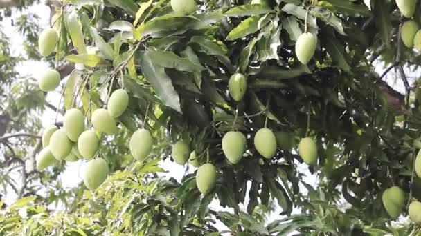 Frutas de mango inmaduras cuelgan de un árbol — Vídeos de Stock