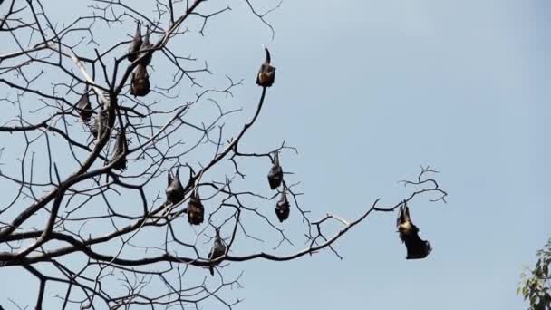 落葉半林の木から多くのインドの空飛ぶキツネ(Pteropus giganteus)が吊るされている。 — ストック動画