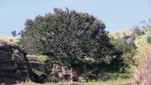 古い木が寺院の遺跡の間にテントのように広がっています。スリランカ — ストック動画