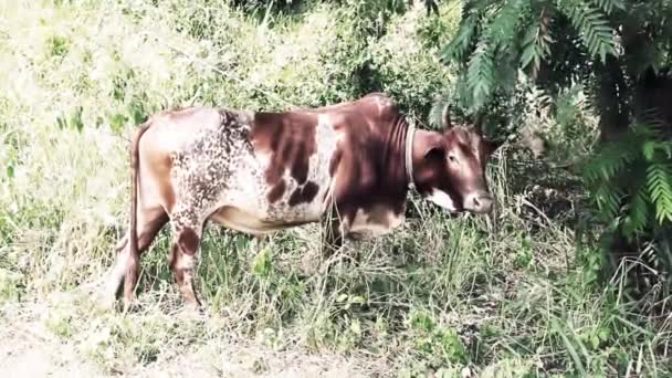 斑斑的，斑斑的公牛, — 图库视频影像