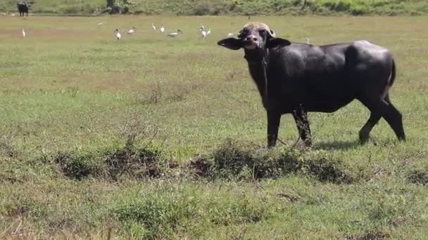 Büffelweibchen auf einem grünen Sumpf — Stockvideo