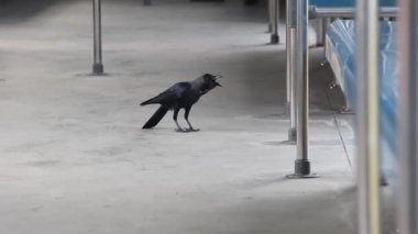 Kızılderili Kargası istasyona uçtu ve...