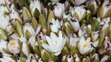 Hint Arısı (Dev Arı, Apis dorsata) polen toplar