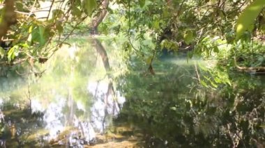 Bir kış yağmur ormanında dere.