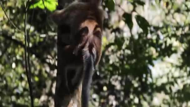 The monkey deftly climbs a tree trunk — Stock Video