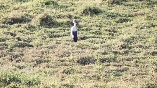 Азиатский аист, отдыхающий на газоне — стоковое видео