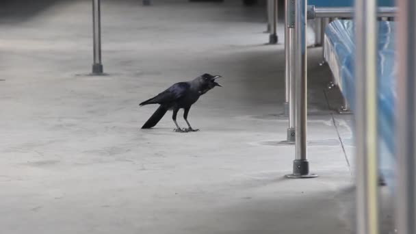 Индийский ворон прилетел на станцию и кормит — стоковое видео