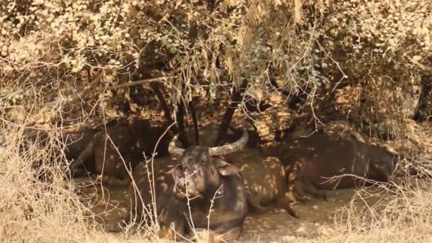 I bufali d'acqua riposano all'ombra degli alberi — Video Stock