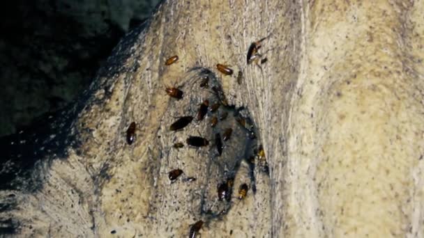 Afwikkeling van reuzenkakkerlakken — Stockvideo