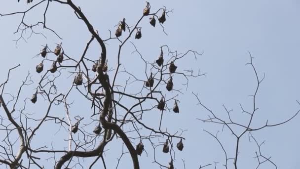 Muchos zorros voladores indios (Pteropus giganteus) cuelgan de un árbol en un bosque semideciduo — Vídeos de Stock