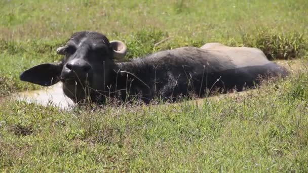 Bufalo bataklığa battı. — Stok video