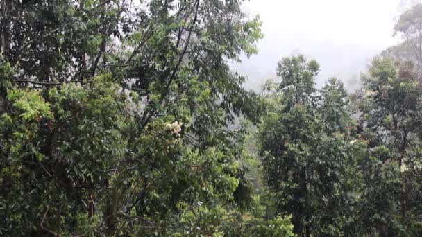 Deszcz w lesie deszczowym — Wideo stockowe