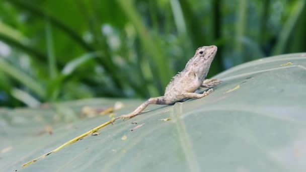 Indiase bloedzuiger (Common Garden Lizard — Stockvideo