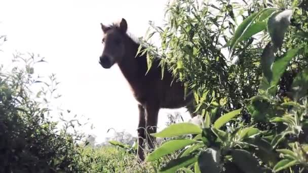 Um jovem potro no campo olha para a câmera — Vídeo de Stock