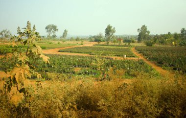 Baharın başlarında Hindistan 'da bahçecilik (çiçek yetiştirme), tarım girişimi.