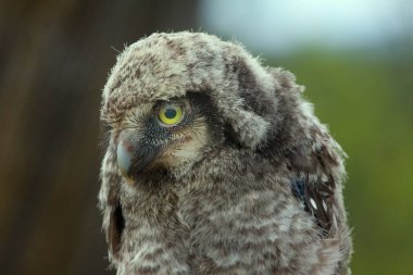 Şirin pofuduk baykuş sarı gözleriyle izleyiciye bakıyor. Portre