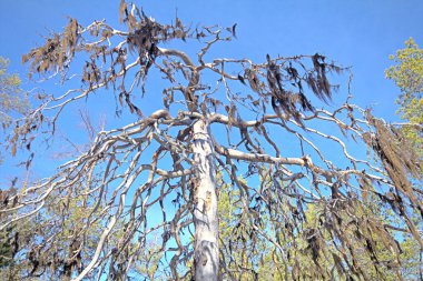 Yazın eski, el değmemiş kuzey kozalaklı ormanları