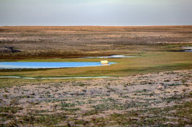 Kutup manzarası. Karanlık ve cansız kutup çölünde kutup ayısı. Yiyecek sorunları, Kara Denizi 'ndeki ayı nüfusunu azaltmak. Ayı gölde yiyecek arıyor.