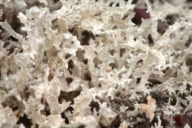 Arktik çayır bitkileri. Kutup kel dağ makrosu ateş etme geçmişi. yaz