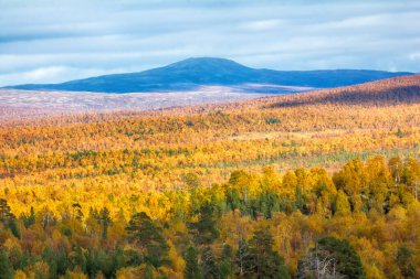 Sakin bir sonbahar. Boreal kozalaklı ormanlarında (taiga) sonbaharın ortasında huş ağacı ve kavak ağacı karışımı ile. İskandinavya, Laponya