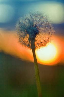Karahindiba siluetine karşı gün batımı beyaz yaz havası cazibesi