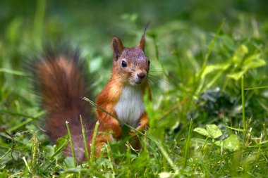 Orman çimlerinde sincap, çimlerin arasında