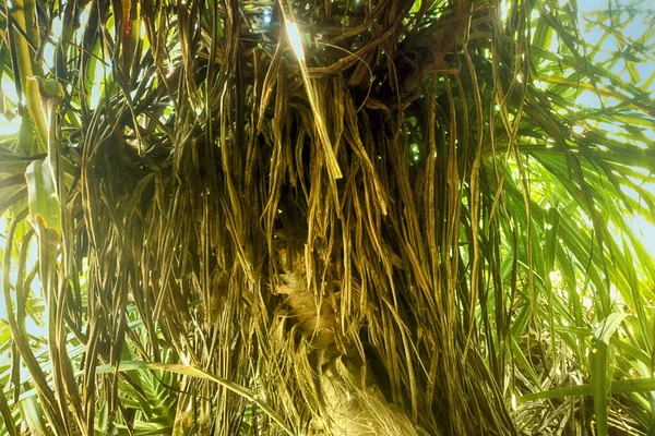 Dirait Hiver Tropical Période Sèche Gazon Envahi Palmiers Rabougris Long — Photo