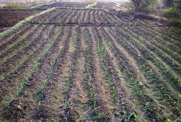 南亚的春季耕作 种植了尚未灌满水的稻田 — 图库照片