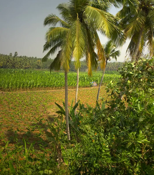 Aziatisch Tropisch Landbouwgebied Van Tuinen Van Jungle Plaats Van Jungle — Stockfoto