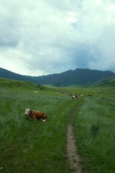Vacas Las Montañas Altai Pastando Rebaño Animales Granja — Foto de Stock