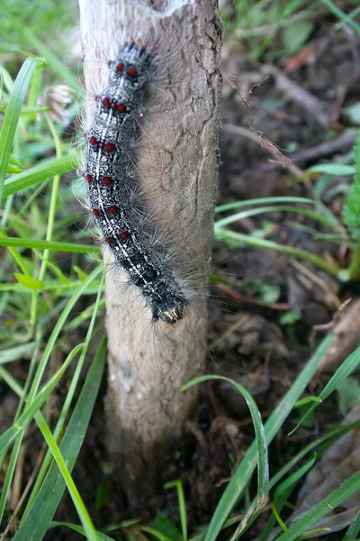 Lymantria Dispar Caterpillars Move Forest Beautiful Pest Caterpillar Mountain Woods — Stock Photo, Image