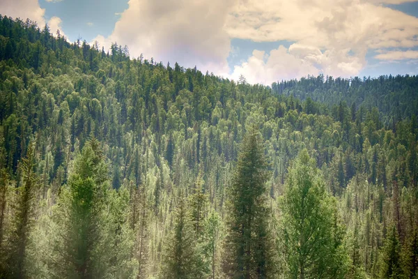 Panorama of Altai mountains. Typical views of grassland and forest mountains