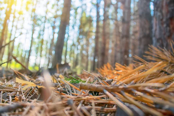 Kiefernwald Morgen Rotes Eichhörnchen Frisst Zapfen Verschüttete Nadeln Und Äste — Stockfoto