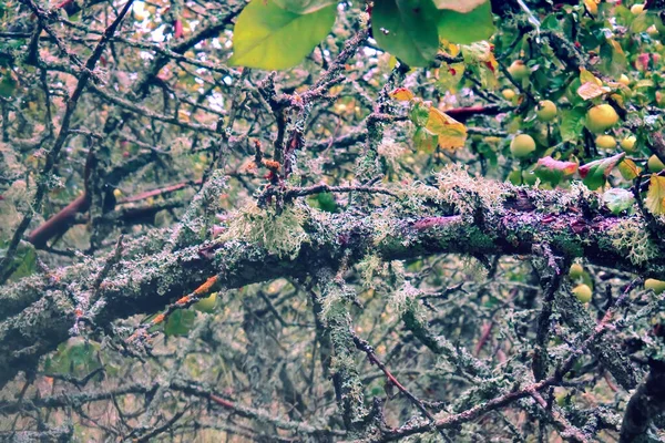 Olhar Maçãs Comestíveis Selvagens Jardim Maçãs Maduras Não Agricultores — Fotografia de Stock