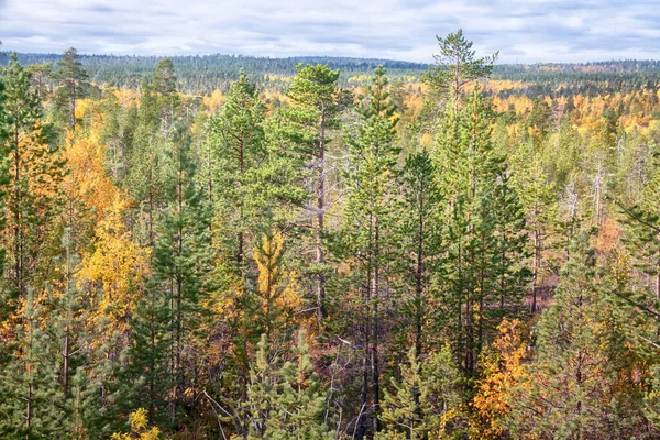 Mellow Autumn Midst Autumn Boreal Coniferous Forests Taiga Admixture Birch — Stock Photo, Image