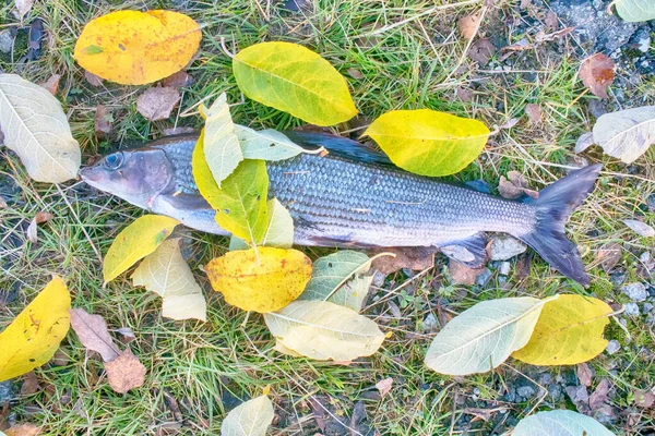 Menangkap Ikan Musim Gugur Selamat Datang Untuk Nelayan Berani Musim — Stok Foto