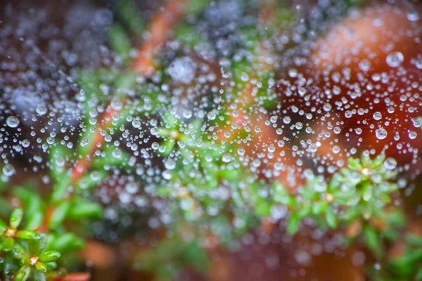 Tavasz Eső Esett Egy Pók Kificamodott Hálójára Közelkép — Stock Fotó