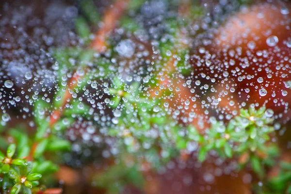 雨が蜘蛛の巣に降った — ストック写真