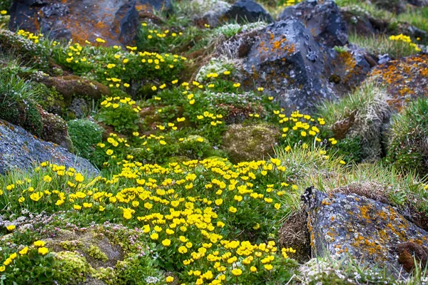 Eine Der Nördlichsten Blüten Der Welt Butterblume Schwefelgelb Ranunculus Sulphureus — Stockfoto