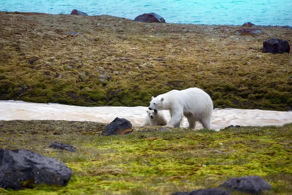 Polar Bears Franz Joseph Land Female Funny Plump Cub Island — Stock Photo, Image