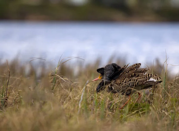 Chování Páření Samá Samčí Reklama Ptáci Rozvinout Luxusní Frill — Stock fotografie