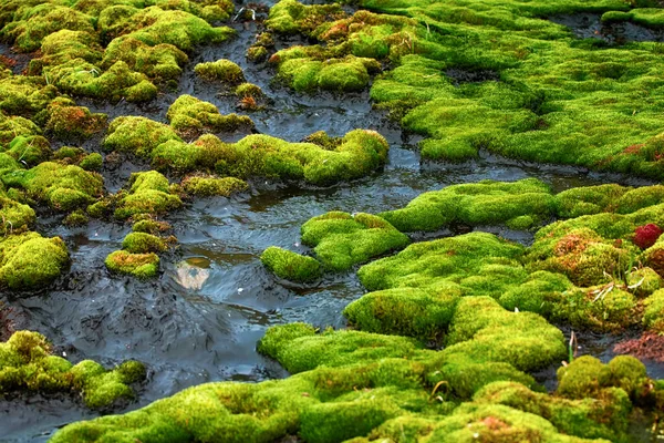 Mosses Lichens Most Hardy Plants Reach Extreme Northern Limits Earth — Stock Photo, Image