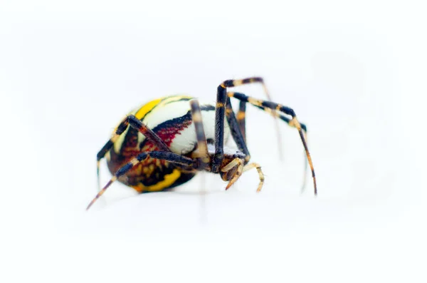 Grote Zwarte Gele Spinnenargiope Kruipend Witte Achtergrond Sluiten — Stockfoto